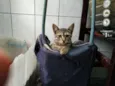 Gatos