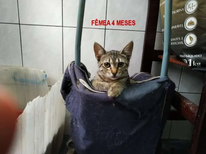 Gato ra a srd idade 2 a 6 meses nome Gatos