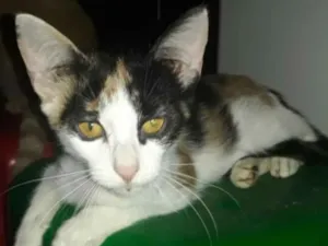 Gato raça SRD idade 2 a 6 meses nome Verbenia 