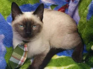 Gato raça srd idade 2 a 6 meses nome Gatos
