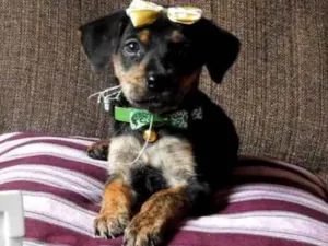 Cachorro raça Vira lata idade 2 a 6 meses nome Vivi (Vitória)