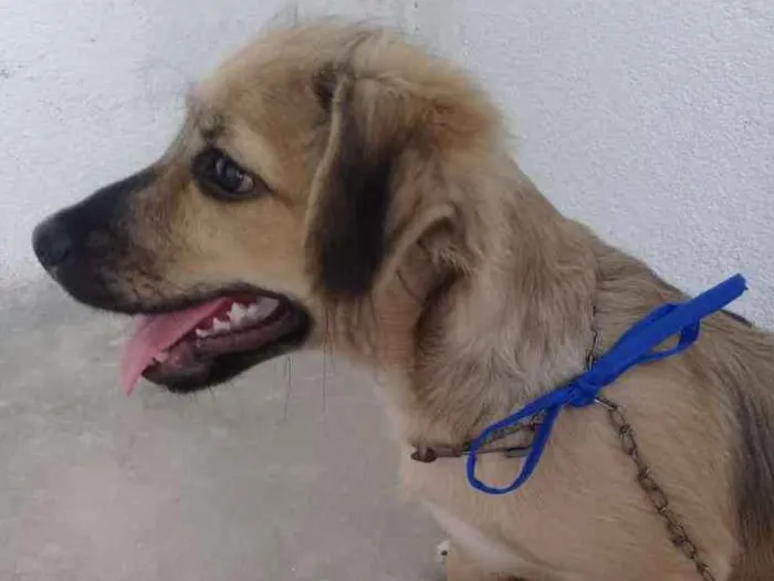 Cachorro ra a Sem raça  idade 2 a 6 meses nome Melke