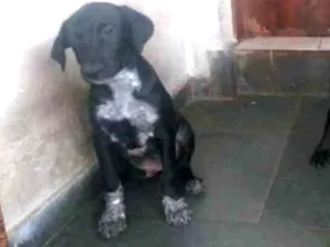 Cachorro raça Vira Lata idade 2 a 6 meses nome Kovu