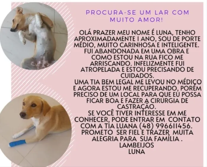 Cachorro ra a Indefinida  idade 1 ano nome Luna 