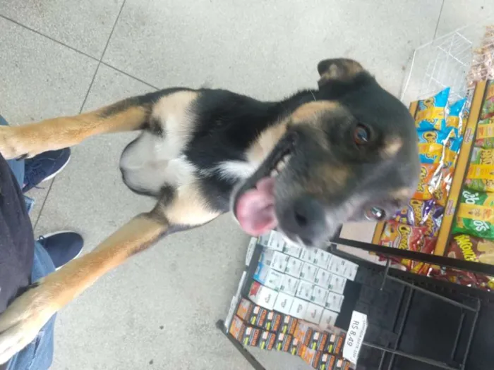 Cachorro ra a vira lata idade 2 anos nome Nina