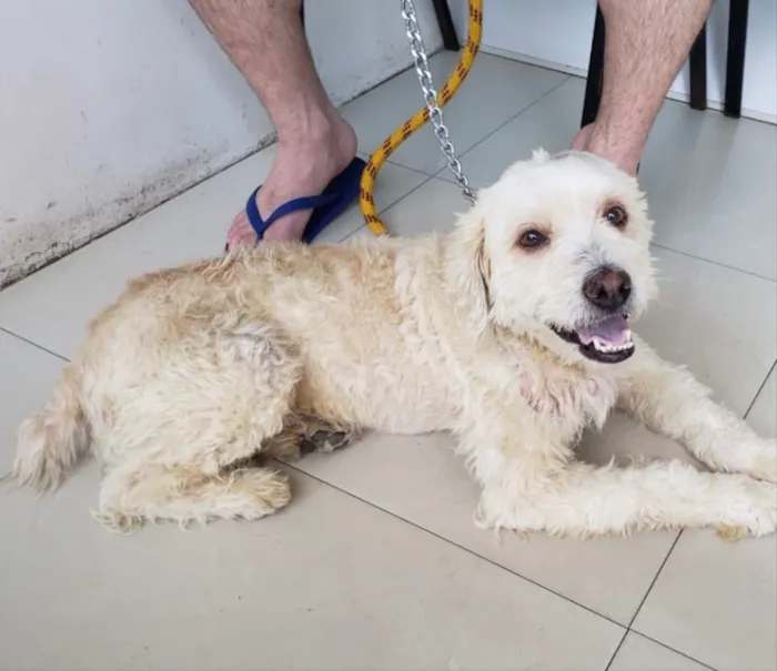 Cachorro ra a Poodle  idade 3 anos nome Luque 