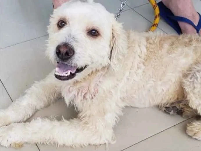 Cachorro ra a Poodle  idade 3 anos nome Luque 