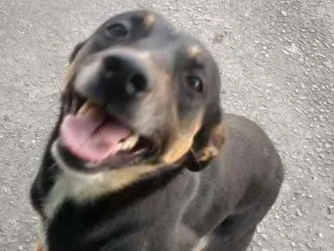 Cachorro ra a vira lata idade 2 anos nome Nina