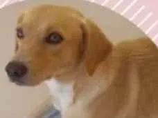 Cachorro ra a Indefinida  idade 1 ano nome Luna 