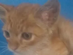 Gato raça SRD idade 2 a 6 meses nome Paçoca 