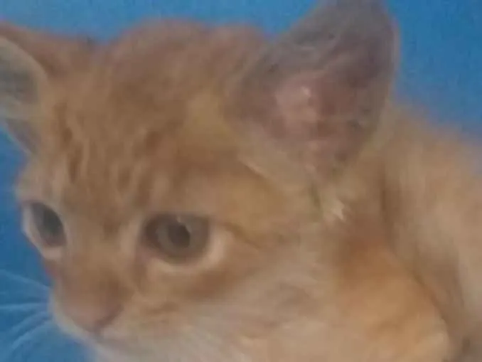 Gato ra a SRD idade 2 a 6 meses nome Paçoca 