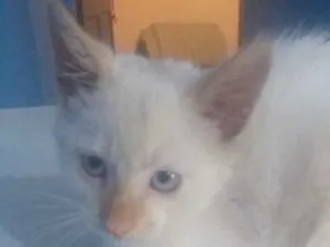 Gato raça SRD idade 2 a 6 meses nome Tiquinho 