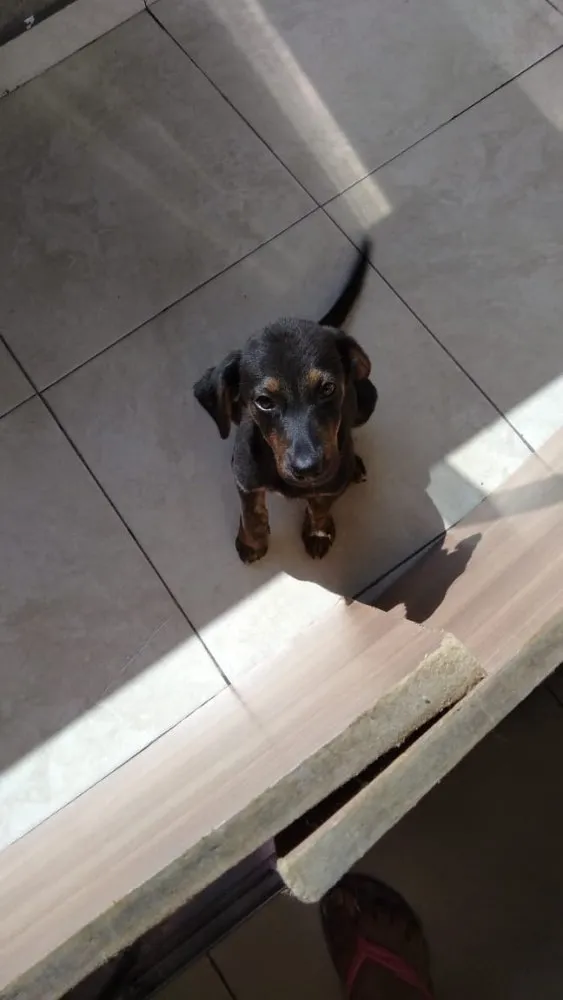 Cachorro ra a SRD idade 2 a 6 meses nome Vitoria