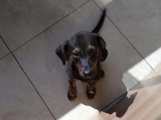 Cachorro ra a SRD idade 2 a 6 meses nome Vitoria