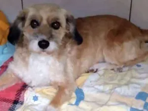Cachorro raça Sem raça definida idade 6 ou mais anos nome Princesa
