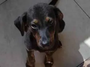 Cachorro raça SRD idade 2 a 6 meses nome Vitoria