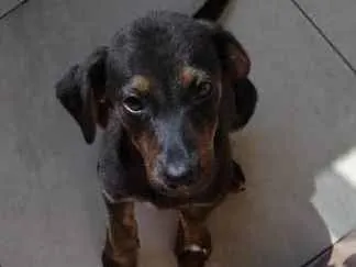 Cachorro ra a SRD idade 2 a 6 meses nome Vitoria