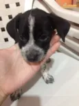 Suzi