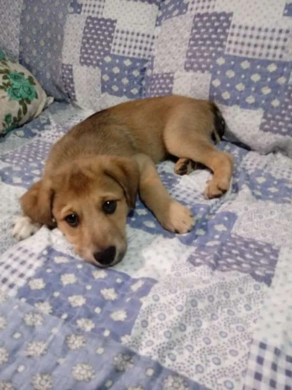 Cachorro ra a SRD idade 2 a 6 meses nome Balú