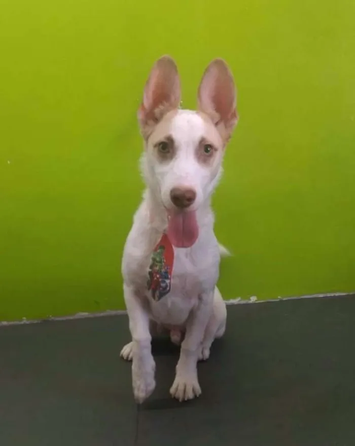 Cachorro ra a Indefinida idade 7 a 11 meses nome Urso