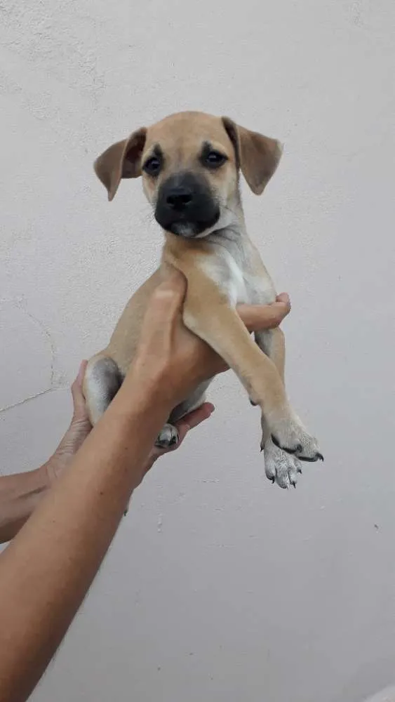 Cachorro ra a SRD idade 2 a 6 meses nome Bebel