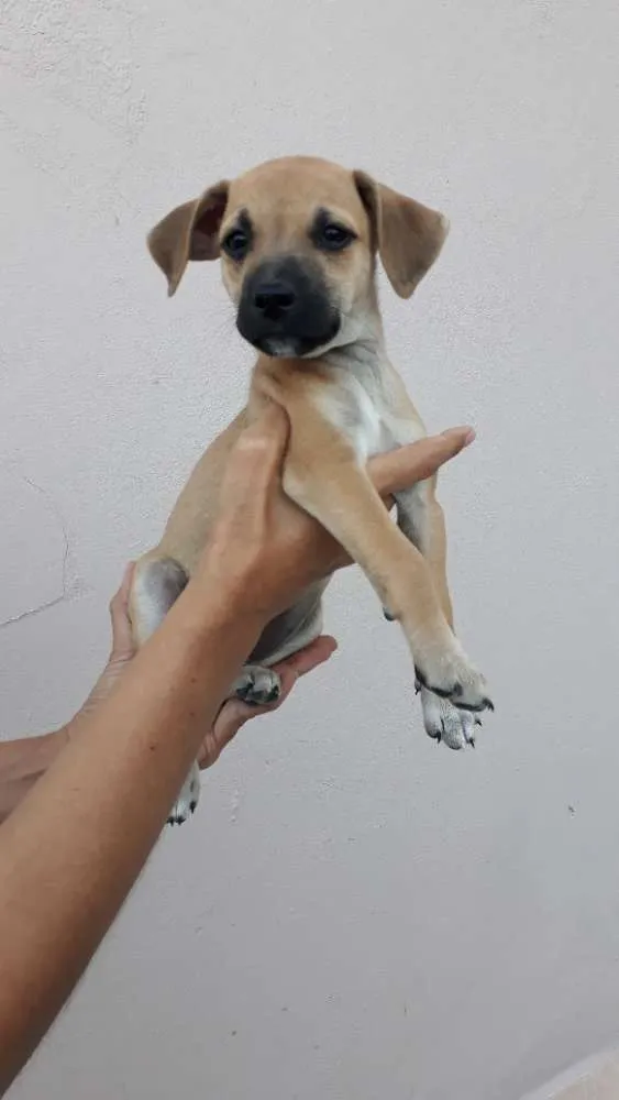 Cachorro ra a SRD idade 2 a 6 meses nome Bebel