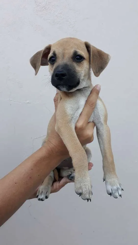 Cachorro ra a SRD idade 2 a 6 meses nome Bebel