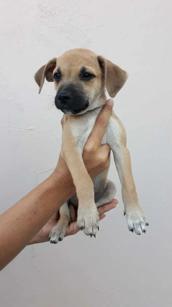 Cachorro ra a SRD idade 2 a 6 meses nome Bebel
