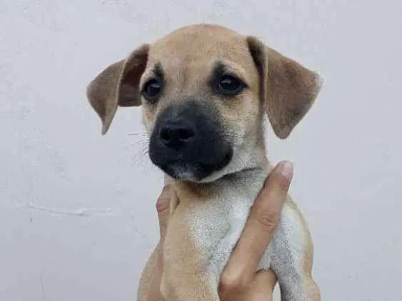 Cachorro ra a SRD idade 2 a 6 meses nome Bebel