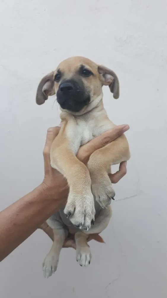 Cachorro ra a SRD idade 2 a 6 meses nome Bartô