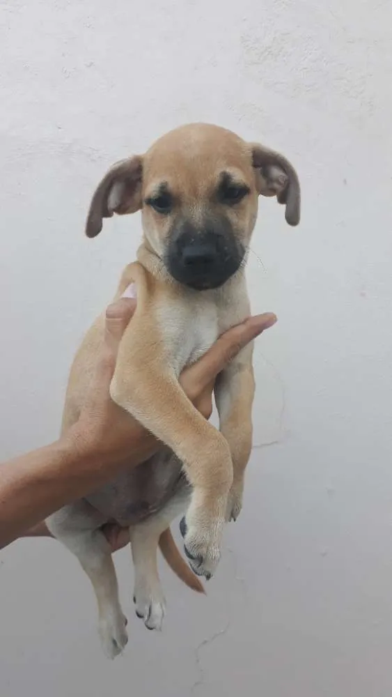 Cachorro ra a SRD idade 2 a 6 meses nome Bartô