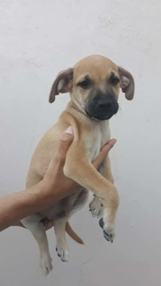 Cachorro ra a SRD idade 2 a 6 meses nome Bartô