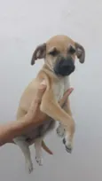 Bartô