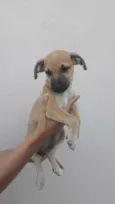 Bartô