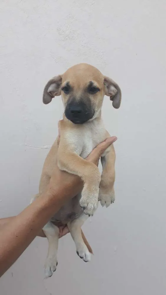 Cachorro ra a SRD idade 2 a 6 meses nome Bartô