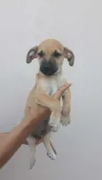 Bartô