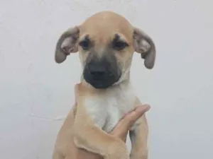 Cachorro raça SRD idade 2 a 6 meses nome Bartô