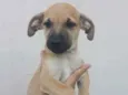 Bartô