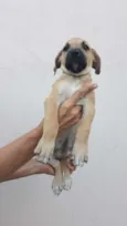 Pingo