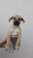 Pingo