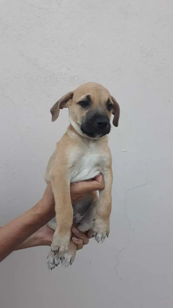 Cachorro ra a SRD idade 2 a 6 meses nome Pingo