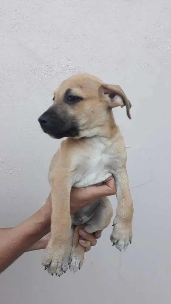 Cachorro ra a SRD idade 2 a 6 meses nome Pingo