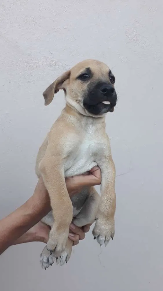 Cachorro ra a SRD idade 2 a 6 meses nome Pingo