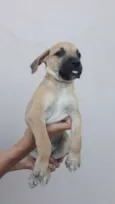 Pingo