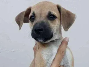 Cachorro raça SRD idade 2 a 6 meses nome Bebel