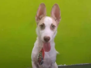 Cachorro raça Indefinida idade 7 a 11 meses nome Urso