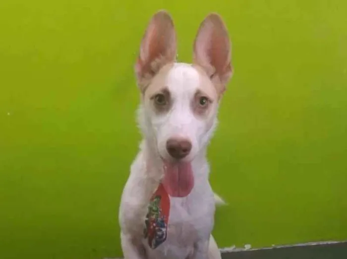 Cachorro ra a Indefinida idade 7 a 11 meses nome Urso
