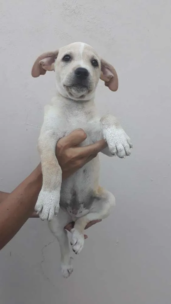 Cachorro ra a Mix idade 2 a 6 meses nome Thor