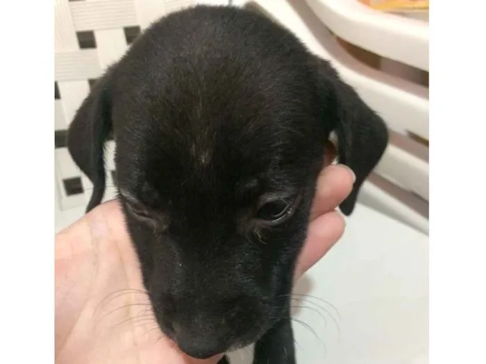 Cachorro ra a Indefinida idade 2 a 6 meses nome Billy