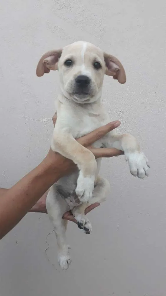 Cachorro ra a Mix idade 2 a 6 meses nome Thor